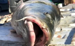 33 kilo ağırlığındaki dev Turna balığı satışa sunuldu