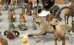 Dondurulmuş hayvan müzesine operasyon: Timsah, aslan, çita, bizon tahnitlerine el konuldu