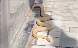 İstanbul Gaziosmanpaşa’da caddede büyük yılan görüntülendi