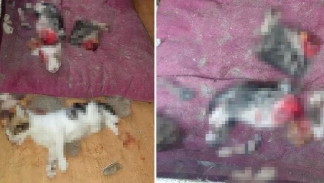 6 yavru kedi kesilmiş halde bulundu, polis inceleme başlattı