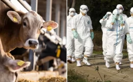 ABD’de H5N1 paniği! İlk vaka görüldü, enfekte olmuş sütü içen kediler öldü