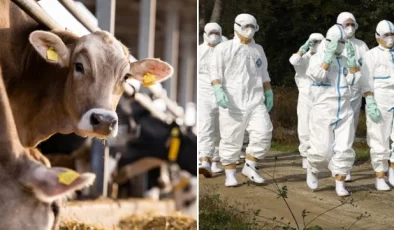 ABD’de H5N1 paniği! İlk vaka görüldü, enfekte olmuş sütü içen kediler öldü