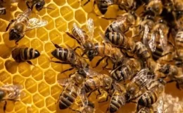 Arı sütü ve polenine katkı maddesi eklenemeyecek