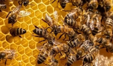 Arı sütü ve polenine katkı maddesi eklenemeyecek