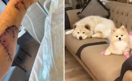 Çin Aslanı, evdeki diğer köpekten kıskandığı sahibinin bacağını parçaladı