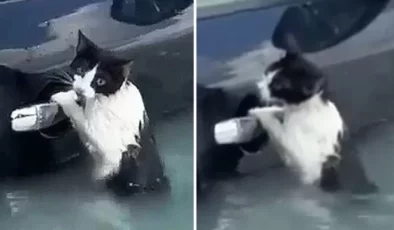 Dubai’de selde mahsur kalan kediyi polis kurtardı