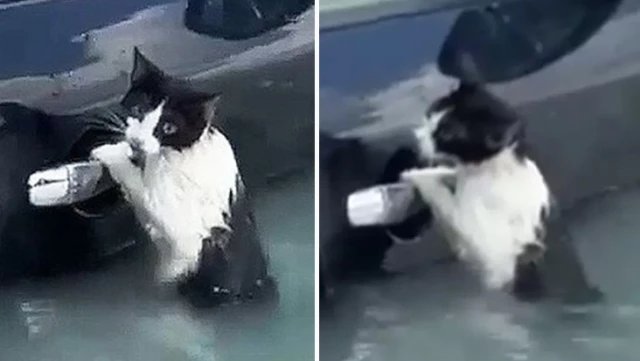 Dubai’de selde mahsur kalan kediyi polis kurtardı