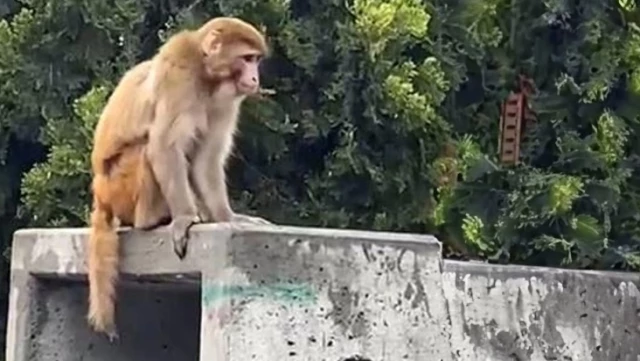 İstanbul’da firari maymun görenleri şaşkına çevirdi