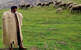 Muş’ta besiciler 40 bin lira maaş vermelerine rağmen çoban bulamıyor