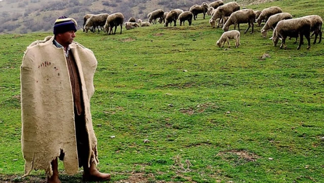 Muş’ta besiciler 40 bin lira maaş vermelerine rağmen çoban bulamıyor
