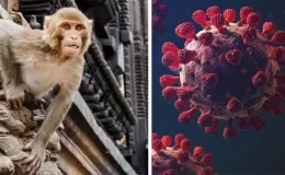 Vahşi maymun saldırısına uğrayan kişi ölümcül ‘Monkey B’ virüsüne yakalandı