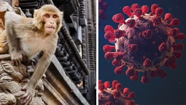 Vahşi maymun saldırısına uğrayan kişi ölümcül ‘Monkey B’ virüsüne yakalandı
