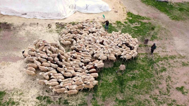 Yozgat’ta Köy Hayatı ve Hayvancılık Projesiyle Hayvan Sayısı Artıyor
