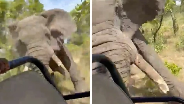 Zambiya’da safariye çıkan turistlere fil saldırdı: 80 yaşındaki kadın hayatını kaybetti