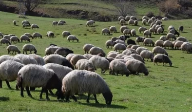 100 bin lira maaşla çoban bulunamıyor! Mülteciler için devlete çağrı yaptı