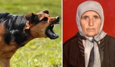 Başıboş köpeklerin saldırdığı yaşlı kadın hayatını kaybetti