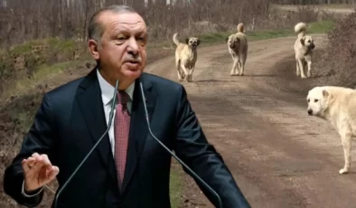 Bomba iddia: Cumhurbaşkanı Erdoğan kurmaylarına sokak köpekleriyle ilgili talimat verdi