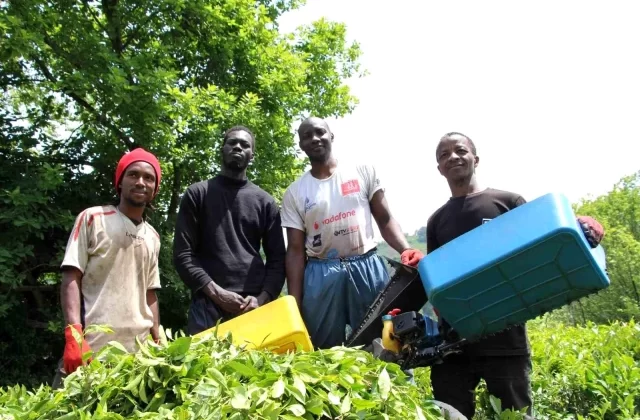 Kaçak çalıştıkları tespit edildi! Çay toplayan Senegalli işçiler sınır dışı edilecek