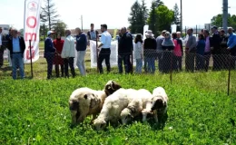 Samsun’da Yapay Mera Projesi ile Kuzu Etinin Fiyatı Düşürülecek