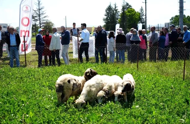 Samsun’da Yapay Mera Projesi ile Kuzu Etinin Fiyatı Düşürülecek