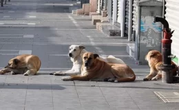 Sokak hayvanlarıyla ilgili çarpıcı anket! Üç kişiden ikisi “Çözüm kısırlaştırma” diyor