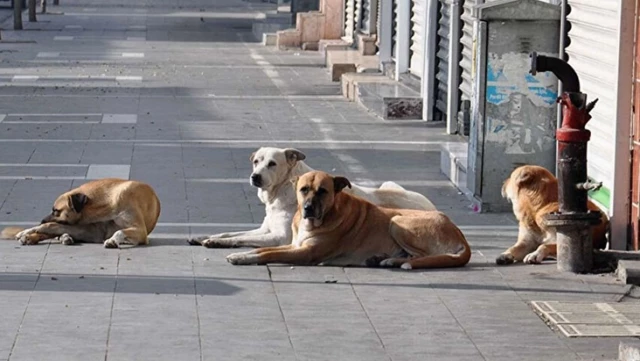 Sokak hayvanlarıyla ilgili çarpıcı anket! Üç kişiden ikisi “Çözüm kısırlaştırma” diyor