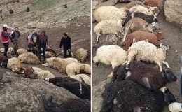 Van’da kurtlar yayladaki sürüye saldırdı: 100 koyun öldü
