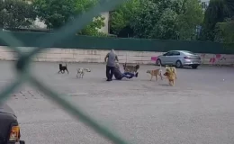Yaşlı adam, sokak ortasında 10 köpeğin saldırısına uğradı