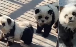 Ziyaretçiler tepki gösterdi! Hayvanat bahçesindeki ‘pandalar’ köpek çıktı