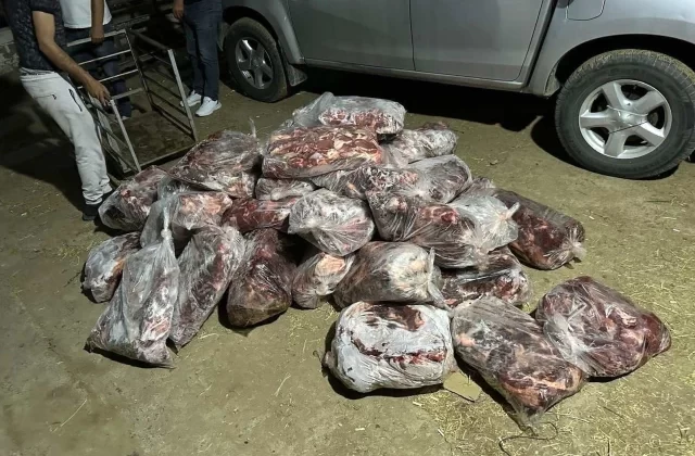 1 ton domuz eti ele geçirildi! Yakalanmasalar vatandaşa yedireceklerdi
