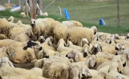 40 bin TL’ye çoban bulamayan köylüler, hayvanlarını satmaya başladı