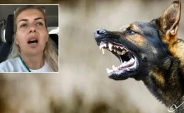 Ankara’nın uykularını kaçıran skandal! Ne kadar kuduz köpek varsa şehre salıp kaçtılar
