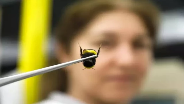Antalya’dan 25 ülkeye “bombus arısı” ihracatı