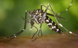 Avrupa alarmda! Ateşli hastalıklara neden olan Asya Kaplan sivrisineği git gide yayılıyor