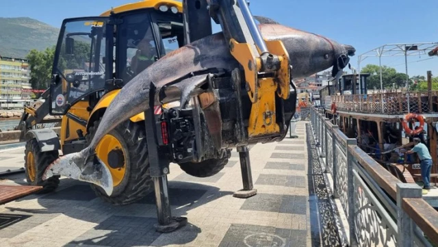 Bursa’da deniz dibi temizliği sırasında 3 metrelik ölü yunus bulundu