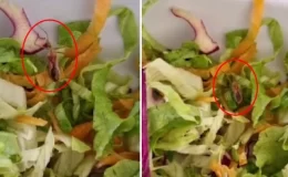 Devlet hastanesinde personele verilen salatadan canlı böcek çıktı