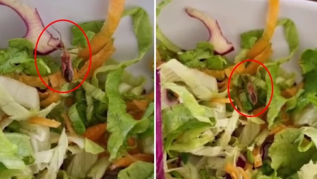 Devlet hastanesinde personele verilen salatadan canlı böcek çıktı