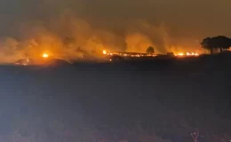 Diyarbakır ve Mardin’deki anız yangınlarında 500’den fazla koyun telef oldu
