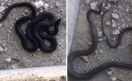 Elazığ’da inşaat alanında dev yılan paniği