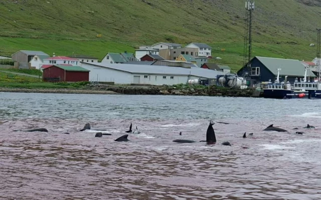 Faroe Adaları’nda  “grindadrap” sırasında 138 pilot balina köylüler tarafından katledildi