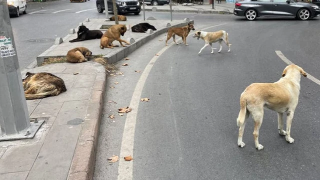 İstanbul’un göbeğinde kuduz şüphesi! Sokak köpeğinin ısırdığı adam hastanede ikinci şoku yaşadı