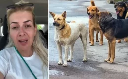 Kuduz köpekleri Ankara’ya taşımıştı! Hayvanlar için para toplayan kadın emlak zengini çıktı