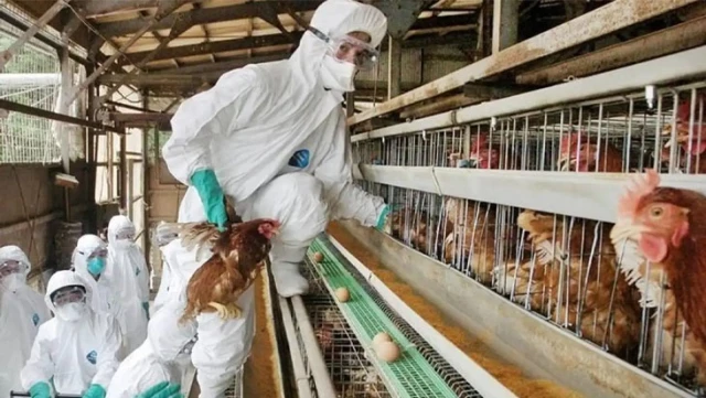Kuş gribinde ilk ölümcül vaka! DSÖ’den “Hazır olun yeni pandemi geliyor” uyarısı