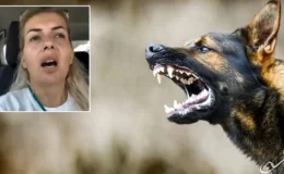 Şanlıurfa’da kuduz karantinası ilan edilmiş bölgedeki 35 hasta köpeği Ankara’ya getiren Buket Özgünlü Boyacı tutuklandı