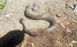 Türkiye’nin en zehirli yılanı bir eve girmek üzereyken öldürüldü