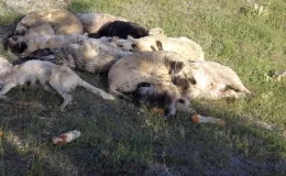 Yozgat’ta 20’nin üzerinde sokak köpeği ölü bulundu