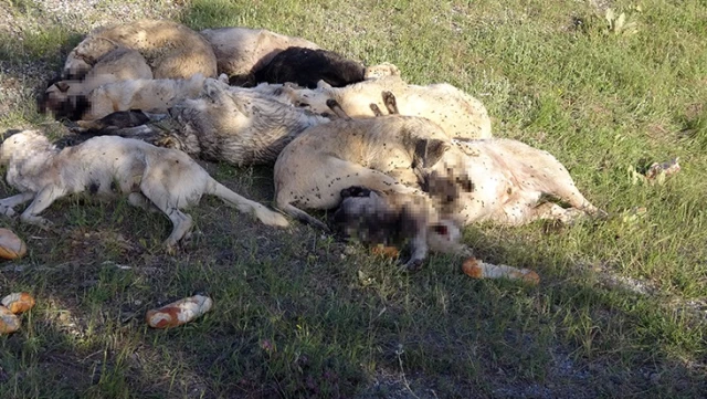 Yozgat’ta 20’nin üzerinde sokak köpeği ölü bulundu