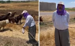 71 yaşında her gün koyunlarıyla kilometrelerce yol yapıyor! Tek derdi hala teslim edilmeyen evi