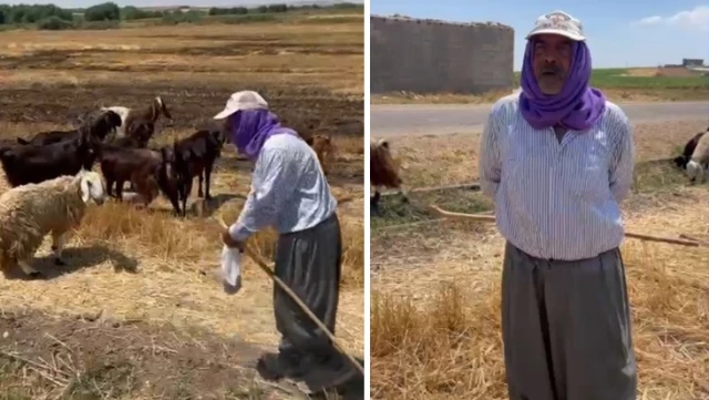 71 yaşında her gün koyunlarıyla kilometrelerce yol yapıyor! Tek derdi hala teslim edilmeyen evi