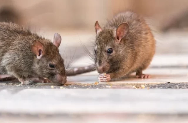 ABD’de bu yıl dört kişi, fareler tarafından yayılan ve tedavisi olmayan hantavirüs enfeksiyonu nedeniyle hayatını kaybetti